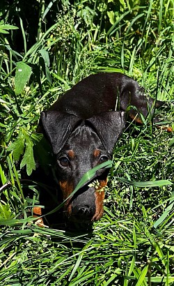 Puppy