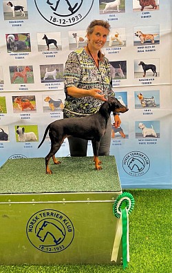 Stacy, BOS, Norsk terrier klub