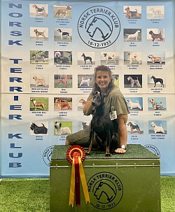 Boss Best of Breed, Norwegian Terrier Specialty-25, breed specialist Mark Walshaw, UK