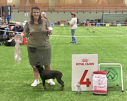 BIS 4 Veteran at the Norwegian Terrier Specialty 2025