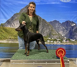 Boss, BOB, Oslo dog show, 15.11.2025, Judge: Heidi Hagen