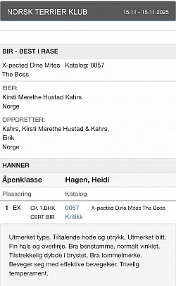 Critique, Oslo Dog Show 15.11.2025, Boss