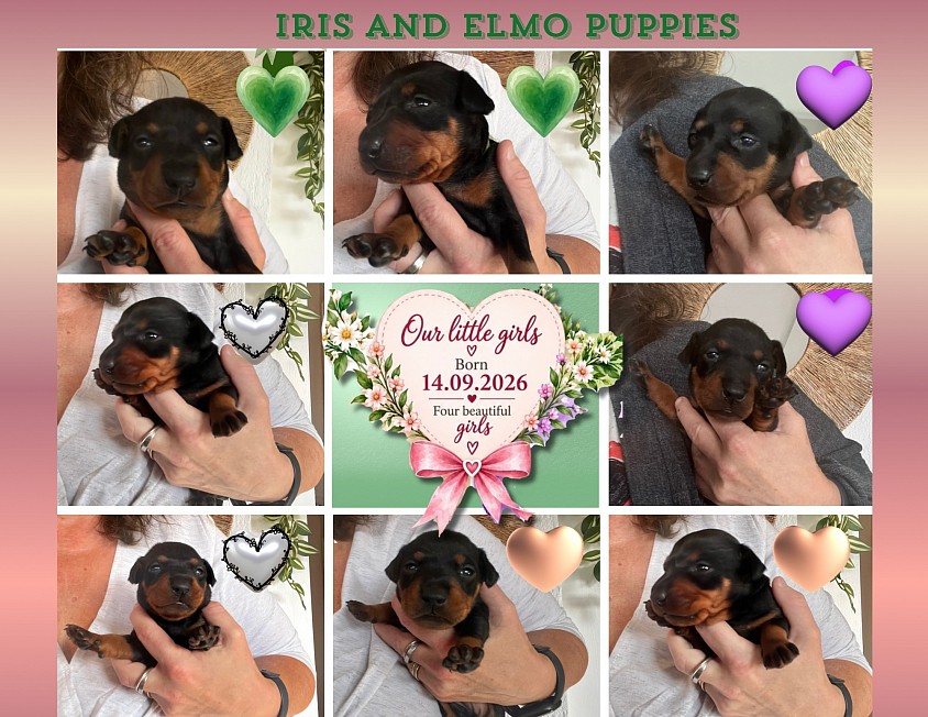 Iris og Elmo valper 3 uker