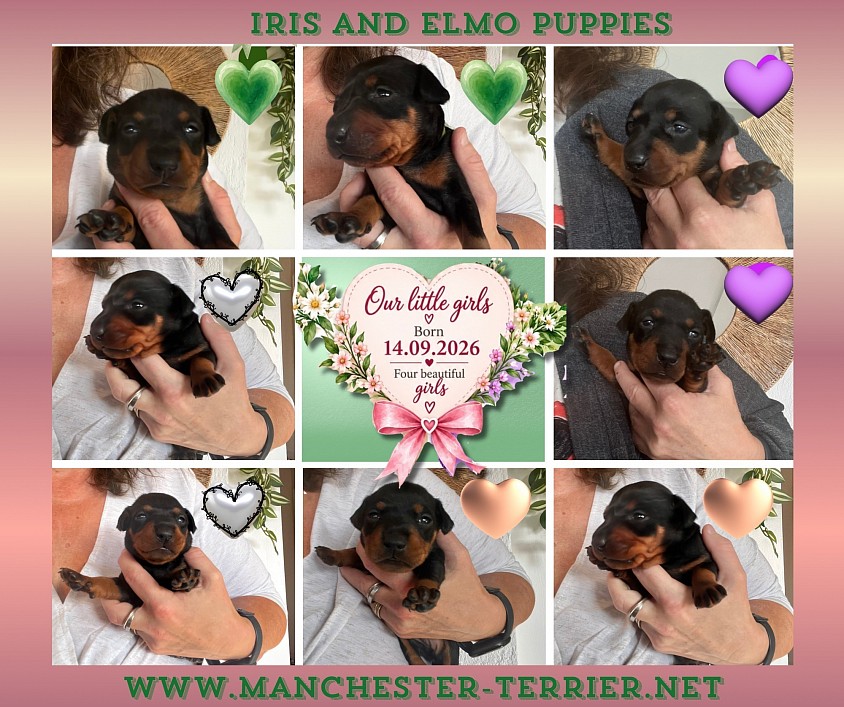 Iris Elmo valper 3 uker